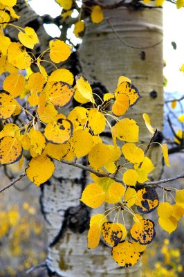 Edged golden leaves