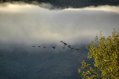 On the wings of freedom