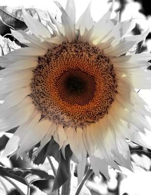 Sunflower washed lightly in color