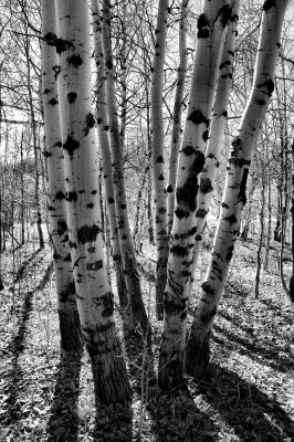 Long knotty shadows