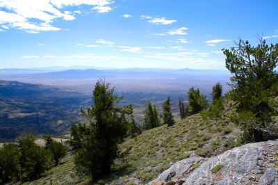 Stand of bristlecone pine