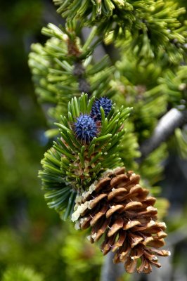 Bristlecone pinecones