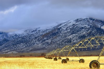 Dormant fields of gold