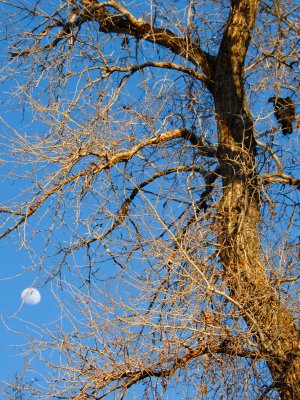 Perched above the moon