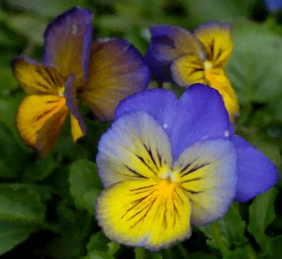 Purple Pansy in watercolor