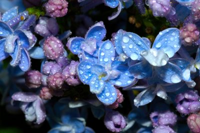The romance of lilacs