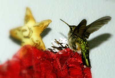 Lost hummingbird