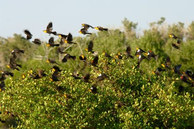 Yellow-head Blackbirds