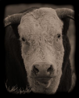 Range bull  