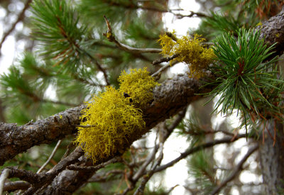 Tree moss
