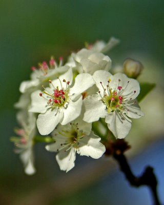 Pear Blossom IMGP3632.jpg