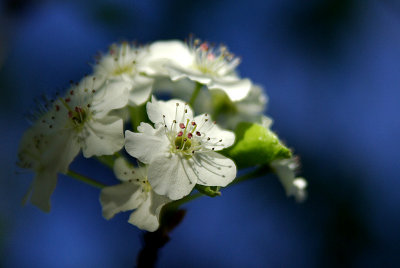 Pear Blossom IMGP3635.jpg
