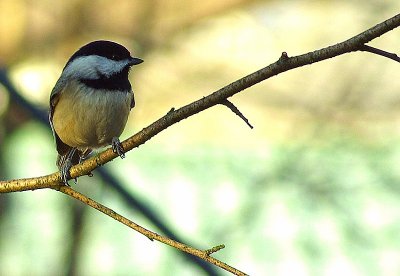 Carolina Chickadee IMGP0616.jpg