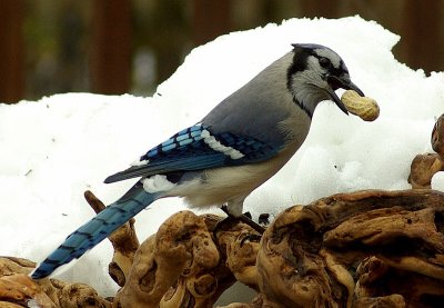 Blue Jay IMGP0922.jpg