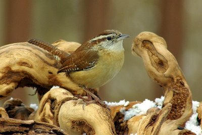 Carolina Wren IMGP1018.jpg