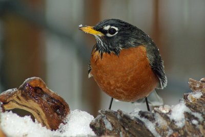 Robin 1 IMGP1485.jpg