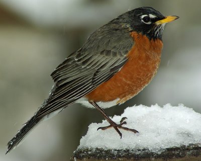 Robin IMGP1474.jpg