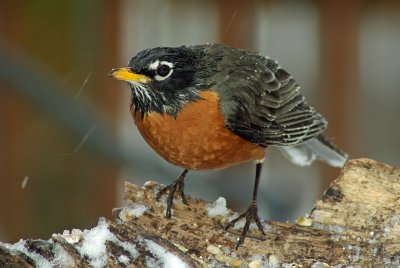 Robin IMGP1477.jpg