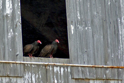 Turkey Vultures IMGP3356.jpg