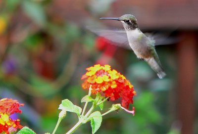 Hummingbird Garden 2006