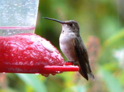 The Rufous In Dayton, Ohio