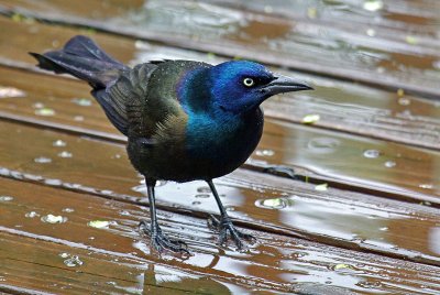 Grackle IMGP4001.jpg