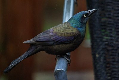 Grackle IMGP4002.jpg