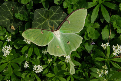 Luna Moth IMGP4501.jpg
