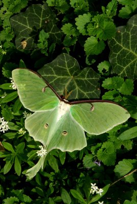 Luna Moth IMGP4502.jpg