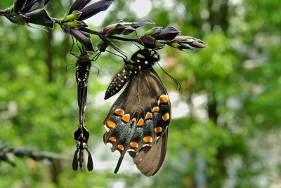 Swallowtails IMGP4689.jpg