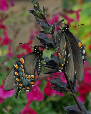 Swallowtails IMGP4694.jpg