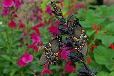 Swallowtails IMGP4696.jpg