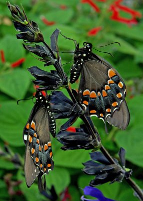 Swallowtails IMGP4699.jpg
