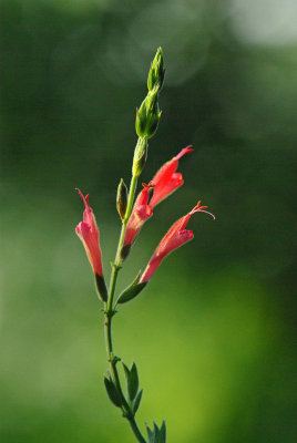 Salvia Oppositiflora IMGP4967.jpg