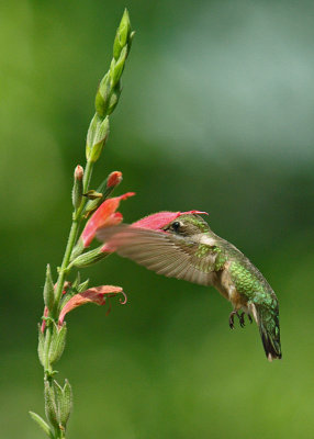Female Ruby-Throated Hummingbird on Salvia Oppositiflora
