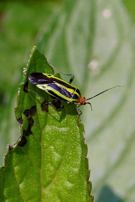 Beetle IMGP5324.jpg