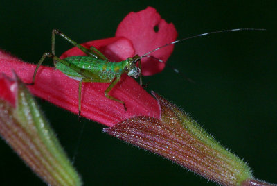 Hopper IMGP5314.jpg