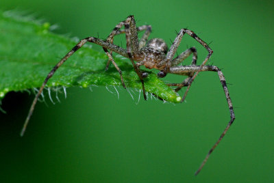 Spider 1 IMGP5402.jpg