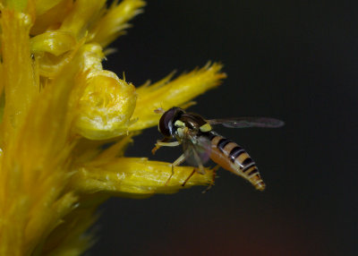 Hover Fly IMGP5654.jpg