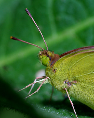 Butterfly IMGP5658.jpg