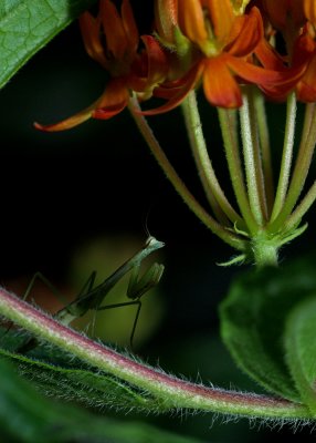 Mantis IMGP5990.jpg