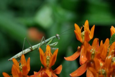 Mantis IMGP6016.jpg