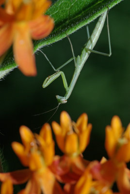 Upside Down Mantis IMGP5912.jpg