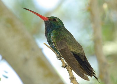 Broad-billed Hummingbird