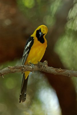 Hooded Oriole