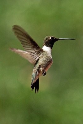 Blackchinned Hummingbird