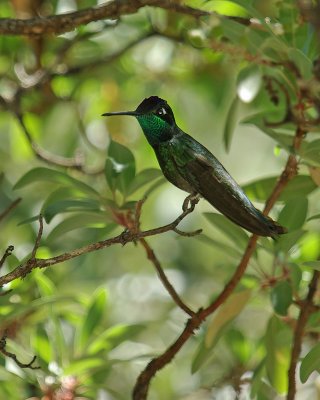 Magnificent Hummingbird