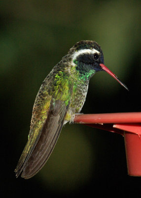 White Eared Hummingbird