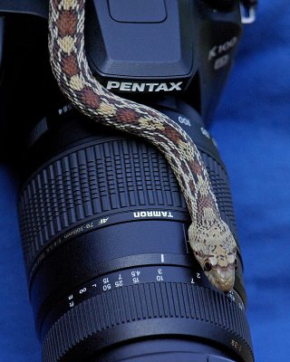 Juvenile Gopher Snake