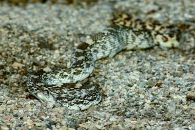 Adult Gopher Snake with meal